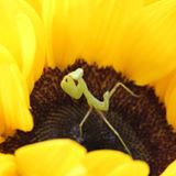 Nhang Sạch Trúc Lâm